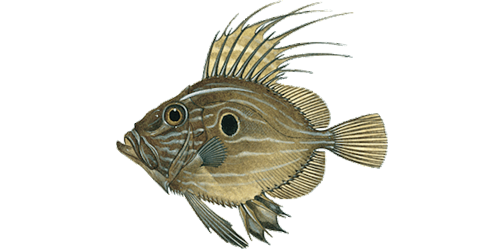 John Dory - New Sea ApS