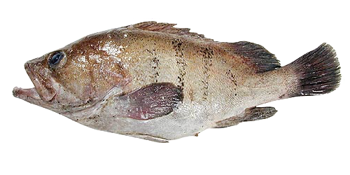 Grouper - New Sea ApS